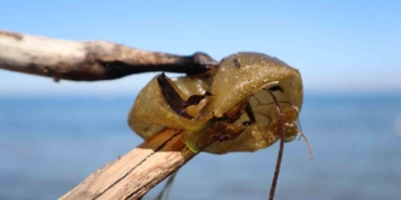 Yalova sahilinde istilacı yosun türü gözlemlendi
