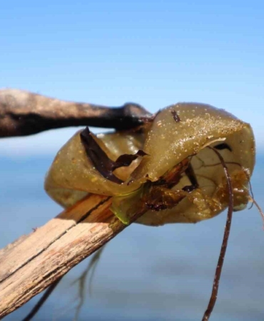 Yalova sahilinde istilacı yosun türü gözlemlendi