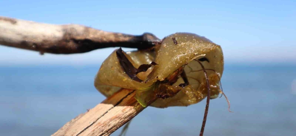 Yalova sahilinde istilacı yosun türü gözlemlendi