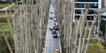 İstanbul’un tarihi çınarlarına budama, tartışma başlattı