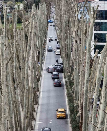 İstanbul’un tarihi çınarlarına budama, tartışma başlattı