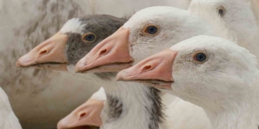 Anadolu kazına "milli kimlik": Anne hattı Yozgat, baba hattı Bandırma