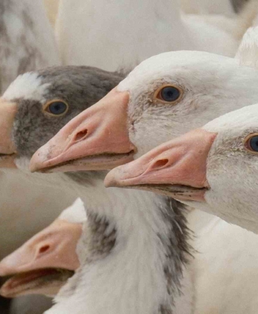 Anadolu kazına "milli kimlik": Anne hattı Yozgat, baba hattı Bandırma