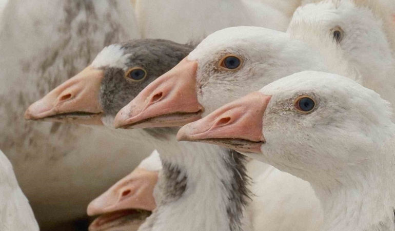 Anadolu kazına "milli kimlik": Anne hattı Yozgat, baba hattı Bandırma