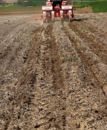 Tekirdağ’da ayçiçeği tohumları anıza ekim yöntemiyle toprakla buluştu