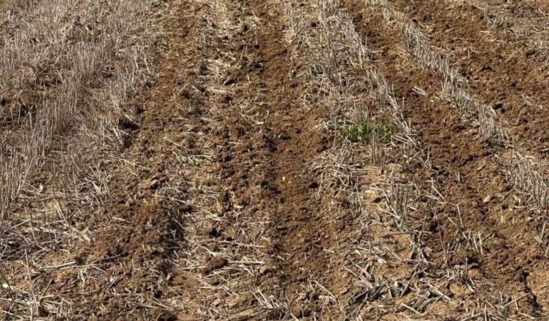 Tekirdağ’da ayçiçeği tohumları anıza ekim yöntemiyle toprakla buluştu
