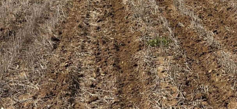 Tekirdağ’da ayçiçeği tohumları anıza ekim yöntemiyle toprakla buluştu