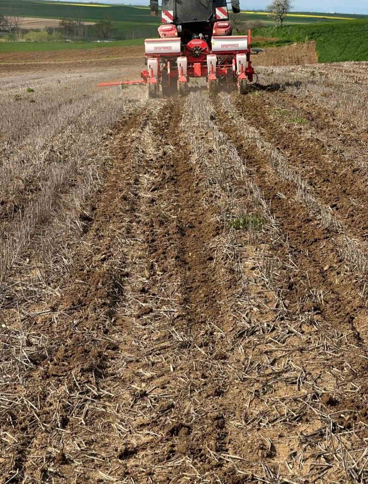 Tekirdağ’da ayçiçeği tohumları anıza ekim yöntemiyle toprakla buluştu