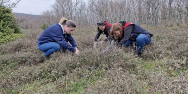 Tekirdağ’da süne zararlısına karşı saha çalışmaları başlatıldı
