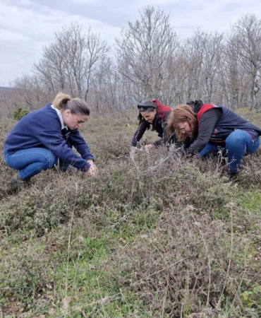 Tekirdağ’da süne zararlısına karşı saha çalışmaları başlatıldı
