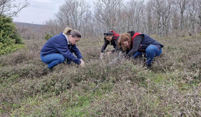 Tekirdağ’da süne zararlısına karşı saha çalışmaları başlatıldı