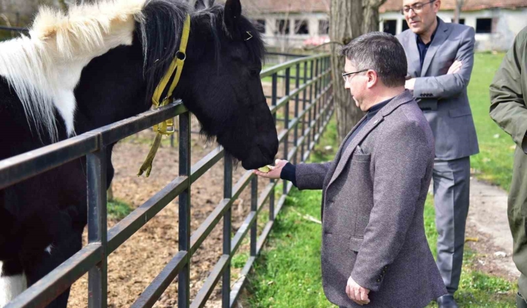 İlk tüp tay Balat 2 yaşında