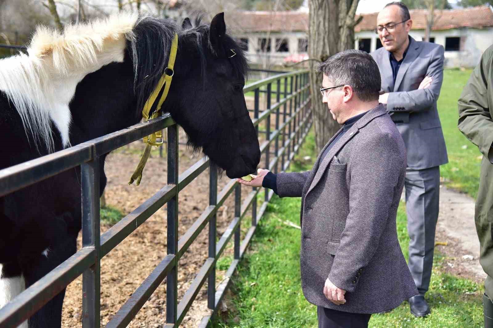 İlk tüp tay Balat 2 yaşında