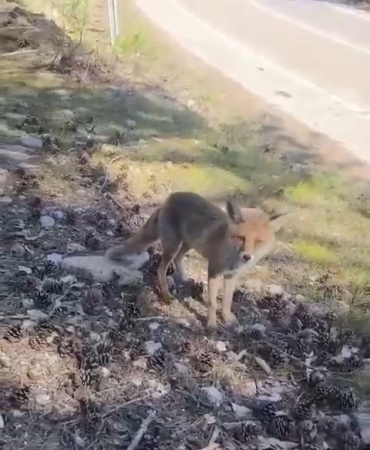 Bursa’da ilginç görüntüler