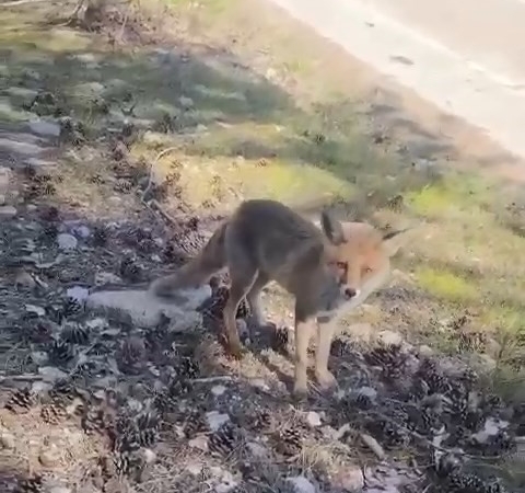 Bursa’da ilginç görüntüler