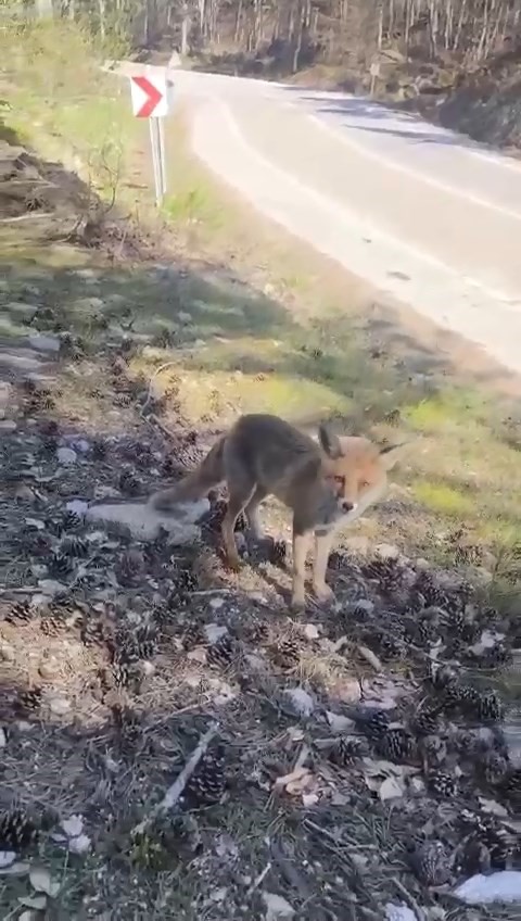 Bursa’da ilginç görüntüler