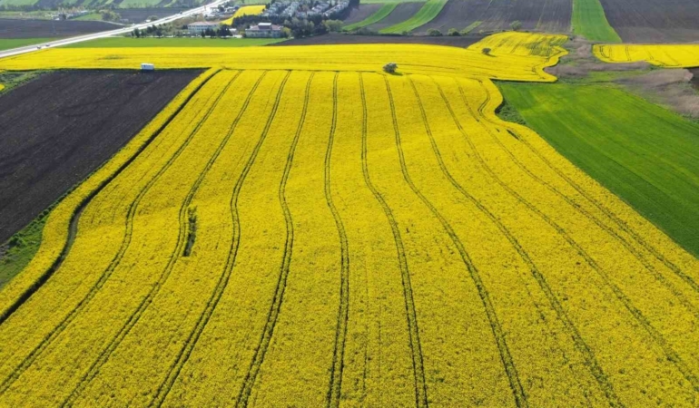 Kırklareli’nde kanola tarlaları sarıya büründü
