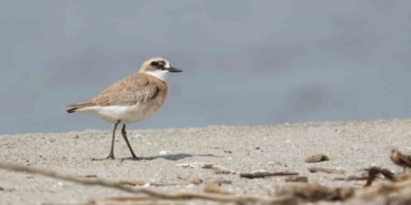 Çanakkale için yeni kuş türü: Büyük Cılıbıt