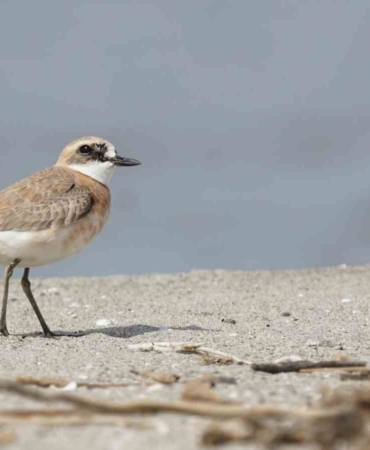 Çanakkale için yeni kuş türü: Büyük Cılıbıt