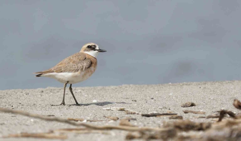 Çanakkale için yeni kuş türü: Büyük Cılıbıt
