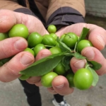 Balıkesir’de ilk erik hasadı yapıldı