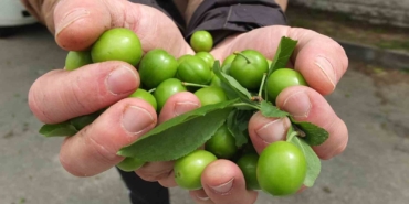 Balıkesir’de ilk erik hasadı yapıldı