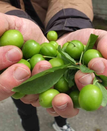 Balıkesir’de ilk erik hasadı yapıldı