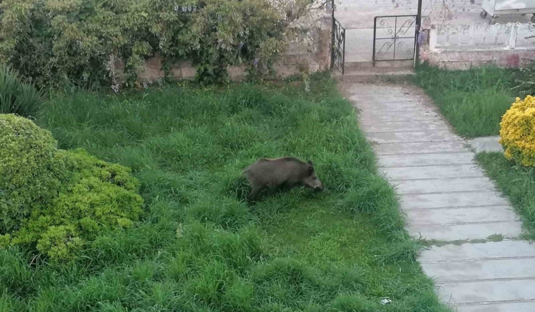 Ayvalık’ta Çamlık’ı yaban domuzları bastı