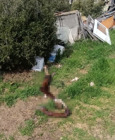 Hepsi zabıta ekiplerinin baskınında ortaya çıktı