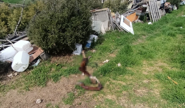 Hepsi zabıta ekiplerinin baskınında ortaya çıktı