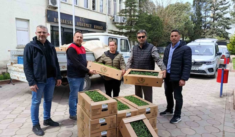 Babaeski’de üreticiye 2 bin kırmızı domates fidesi verildi