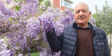 Balıkesir’de mor salkım güzelliği başladı