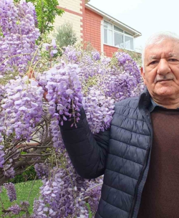 Balıkesir’de mor salkım güzelliği başladı