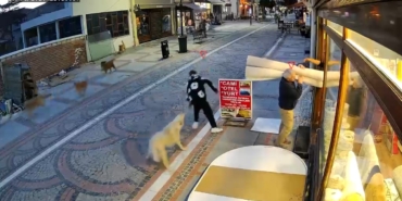 Edirne’de başıboş köpek saldırısı: 19 yaşındaki genç yaralandı