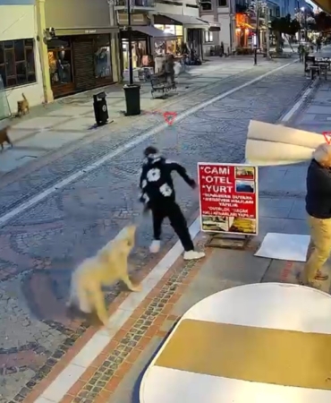 Edirne’de başıboş köpek saldırısı: 19 yaşındaki genç yaralandı