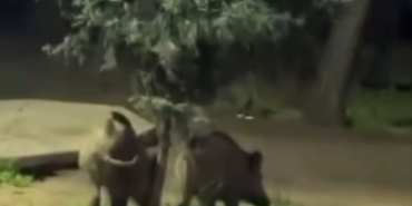 Bursa’da domuzlar piknik alanlarına indi