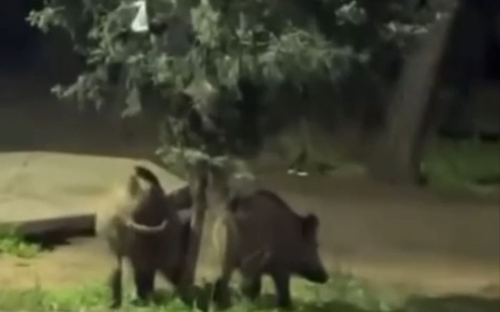 Bursa’da domuzlar piknik alanlarına indi