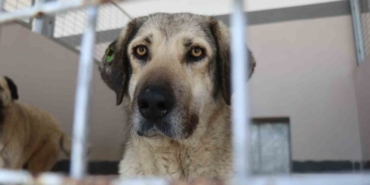 Şikayetler 100’den 20’ye indi: Başiskele’de sokak hayvanı şikayetleri büyük oranda düştü