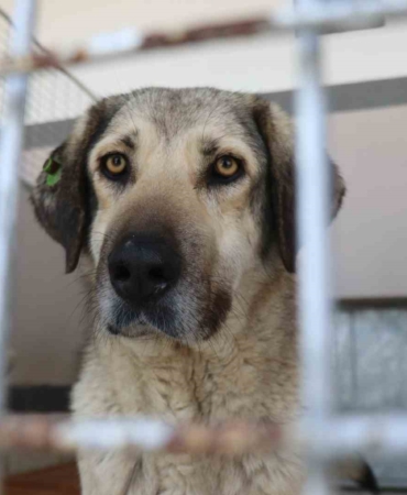 Şikayetler 100’den 20’ye indi: Başiskele’de sokak hayvanı şikayetleri büyük oranda düştü