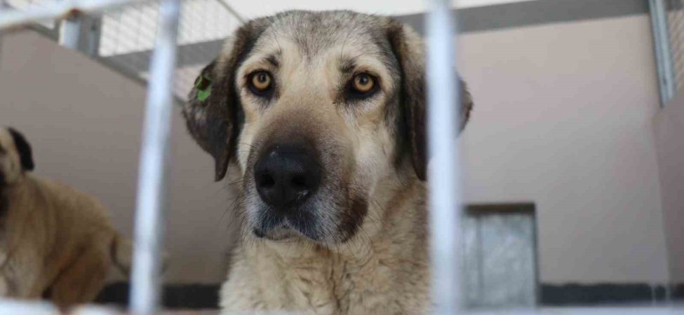 Şikayetler 100’den 20’ye indi: Başiskele’de sokak hayvanı şikayetleri büyük oranda düştü