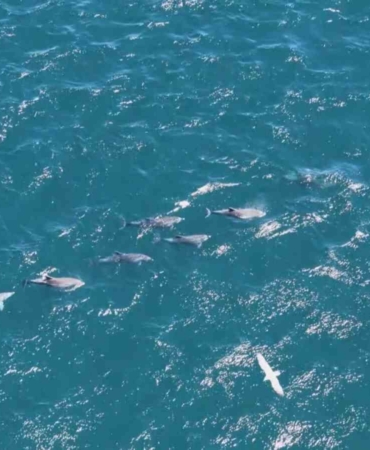 Baharın gelmesiyle İstanbul Boğazı’nda yunuslardan görsel şölen