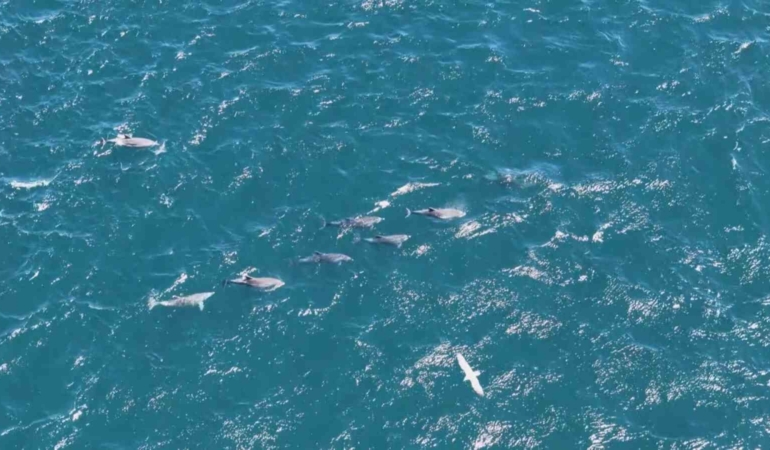 Baharın gelmesiyle İstanbul Boğazı’nda yunuslardan görsel şölen