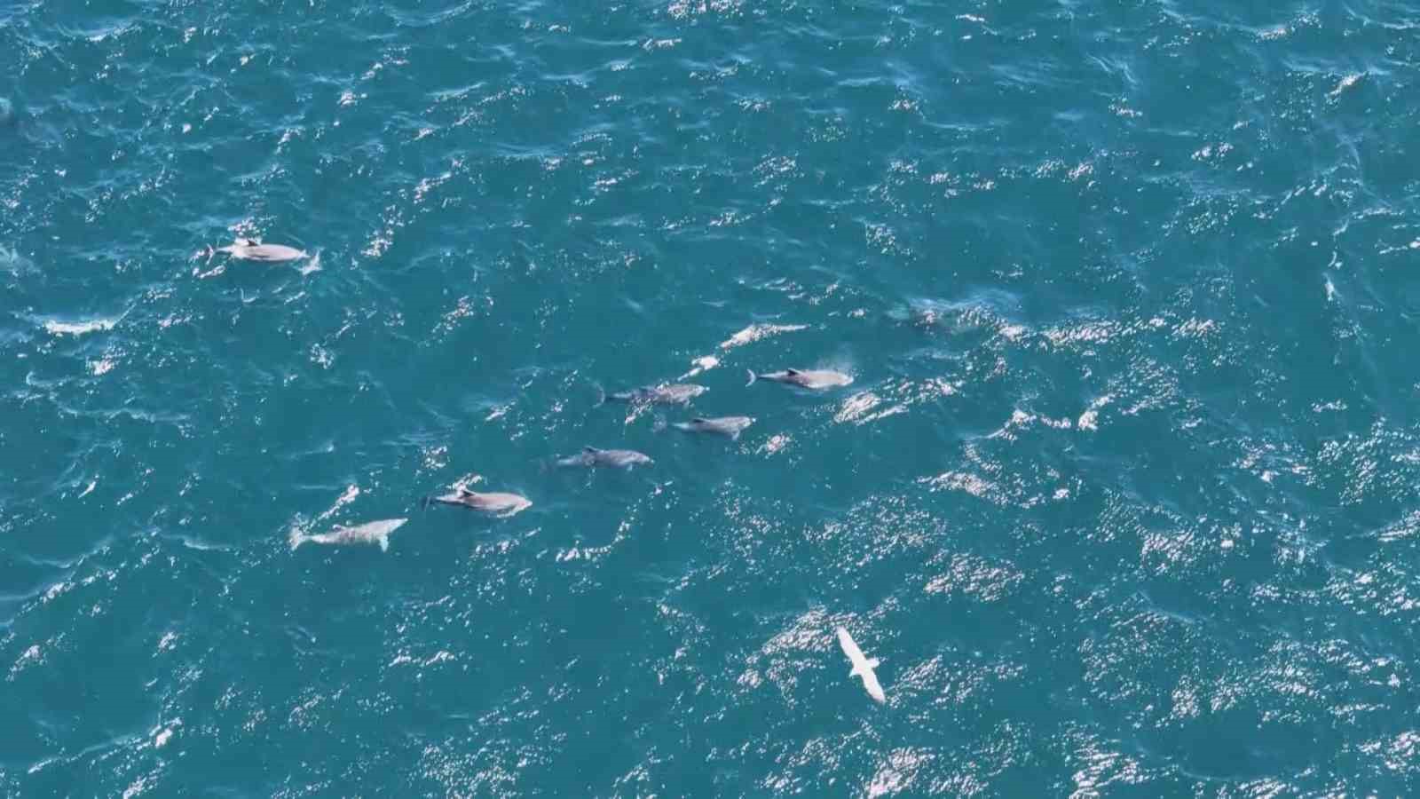 Baharın gelmesiyle İstanbul Boğazı’nda yunuslardan görsel şölen