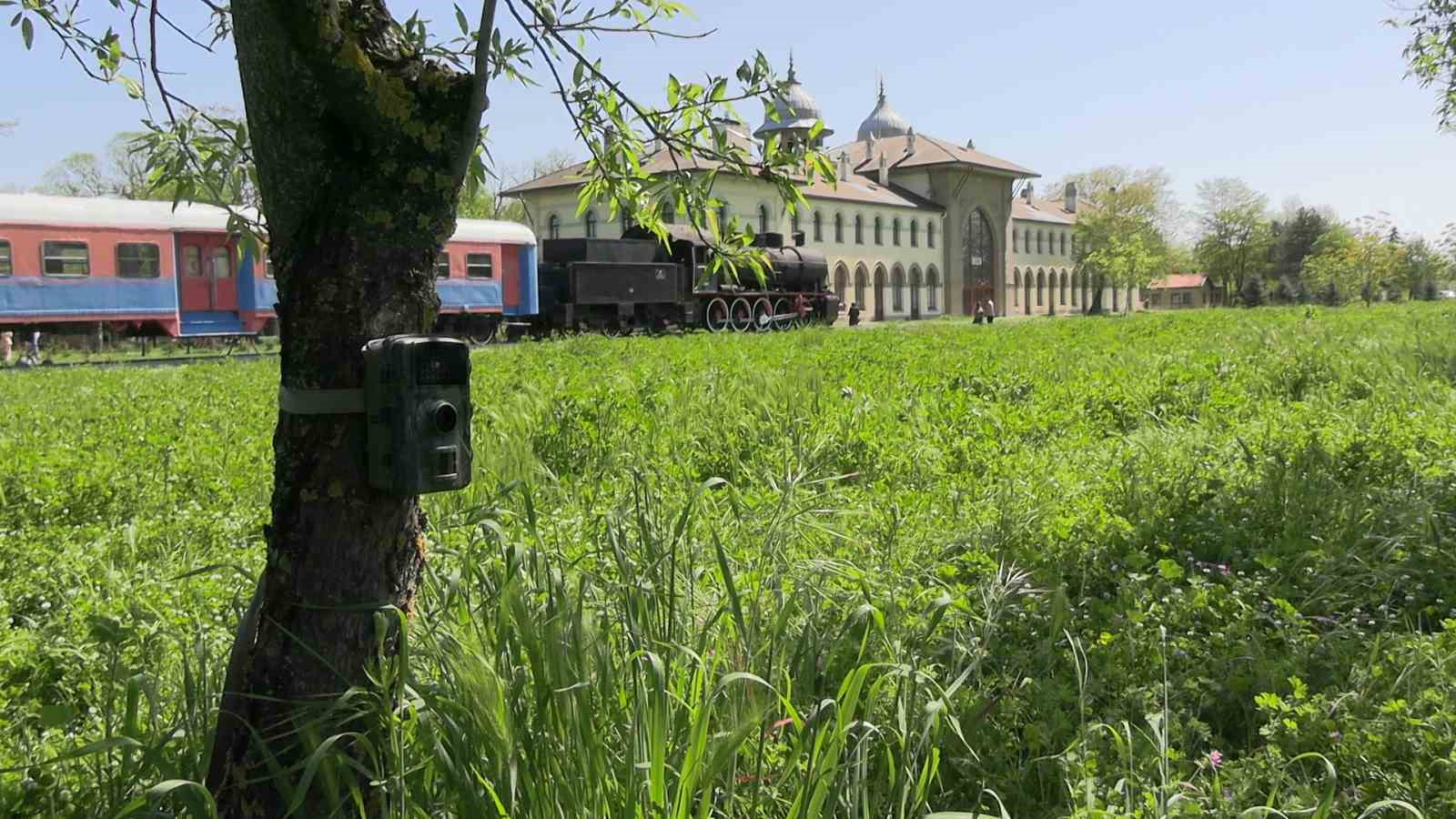 Edirne’de fotokapanlar yaban hayatını görüntülüyor
