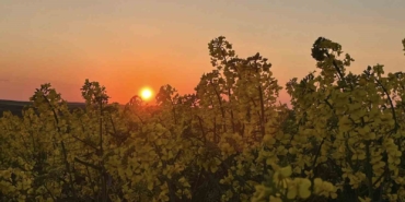 Kanola tarlalarında gün batımı manzarası
