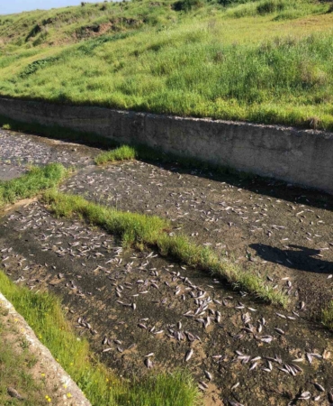 Tekirdağ’da gölde toplu balık ölümleri yaşandı