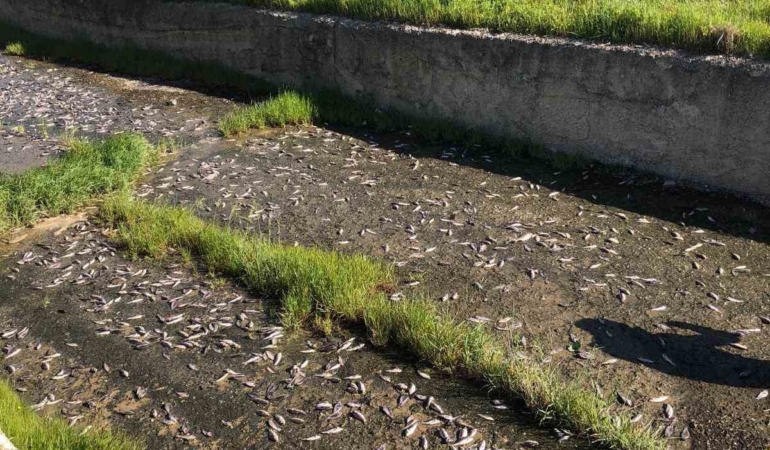 Tekirdağ’da gölde toplu balık ölümleri yaşandı