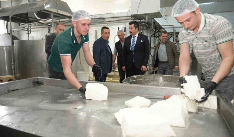 Her gün 3,5 ton sütten 12 çeşit peynir üretiyorlar
