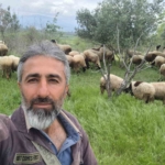 Çeşme sakızı ile Fransız koçunu birleştirdi, verimi katladı