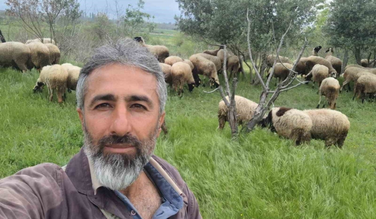 Çeşme sakızı ile Fransız koçunu birleştirdi, verimi katladı